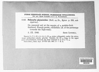 Psilocybe physaloides image